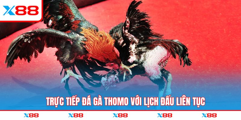 Trực tiếp đá gà thomo với lịch đấu liên tục