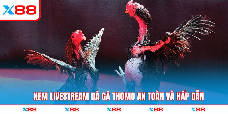Xem livestream đá gà thomo an toàn và hấp dẫn